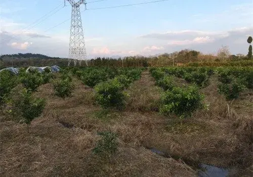 沃柑高产种植技术介绍。树苗价格是多少钱一棵？