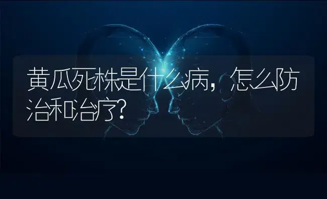 黄瓜死株是什么病，怎么防治和治疗? | 蔬菜种植