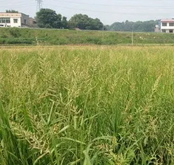 稻田杂草野荸荠的防治技术