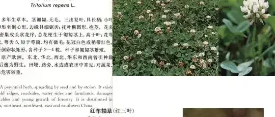 豆科杂草