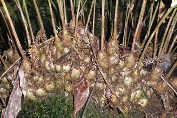 高良姜的种植技术视频