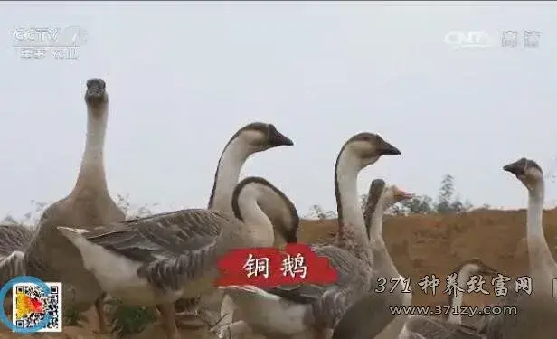 探秘青钱柳（摇钱树）栽培和山泉水养铜鹅