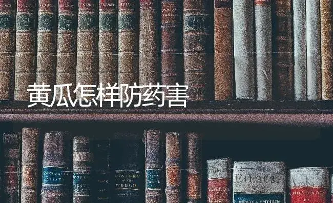 黄瓜怎样防药害 | 蔬菜种植