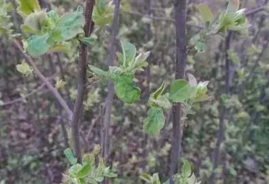 木瓜树能活多少年？栽下后几年能开花结果？