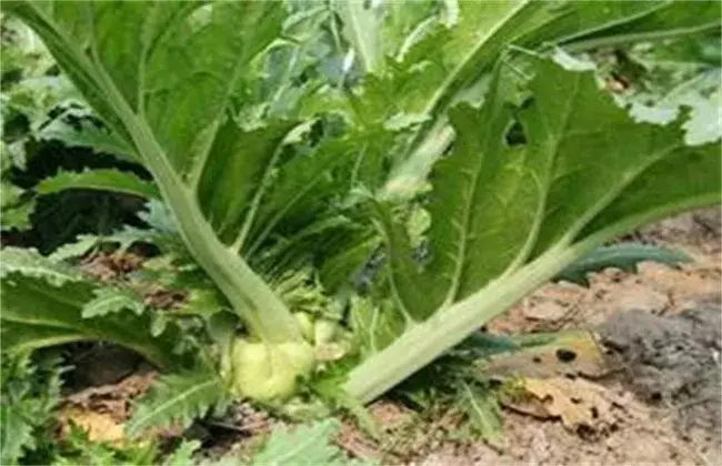 榨菜的种植技术