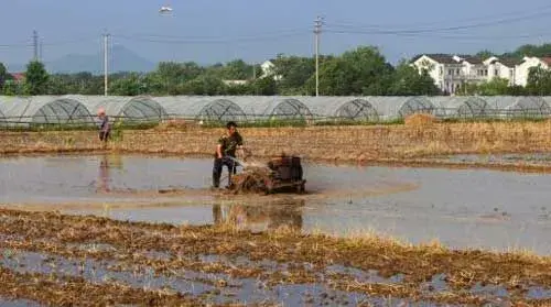 水稻栽培：药物处理大苗无土抛秧种植技术