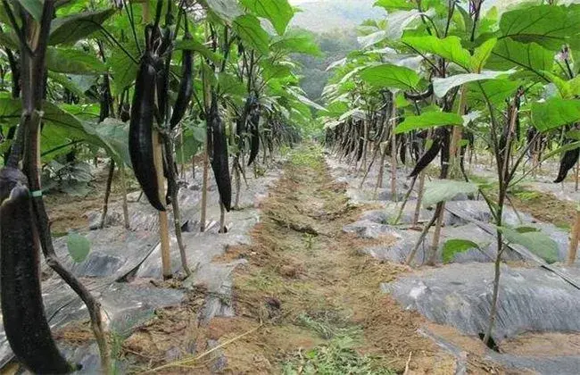 茄子对环境条件的要求