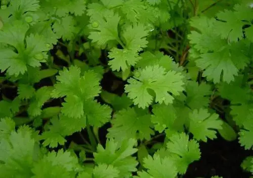 今日香菜价格多少钱一斤？未来种植前景如何？