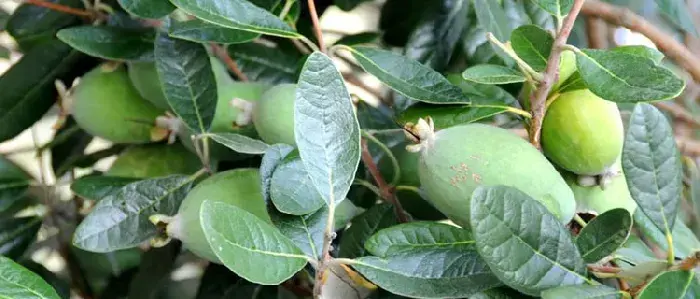 菲油果家庭种植方法，需注意施肥和修剪