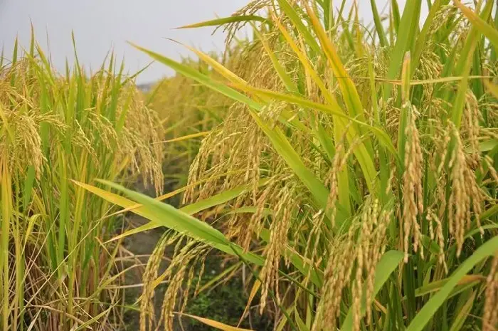 机插水稻再生种植技术