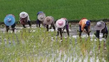 用药处理种子可以防治水稻恶苗病