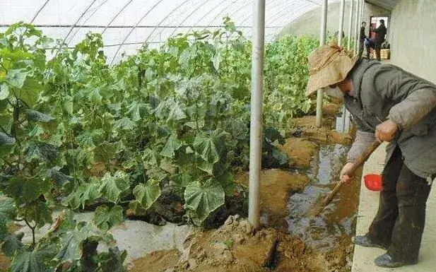 冬天棚室蔬菜浇水、通风有考究