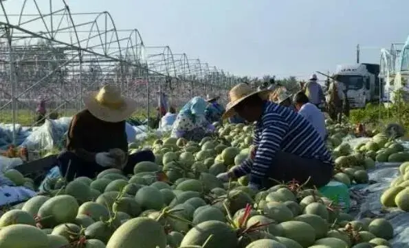 沙滩里竟长出哈密瓜，山坡上也能种芒果！