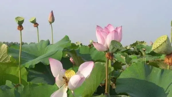 太空莲36号的种植技术，基肥与追肥结合