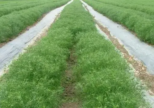 茴香的高产种植技术和时间介绍！附效益分析