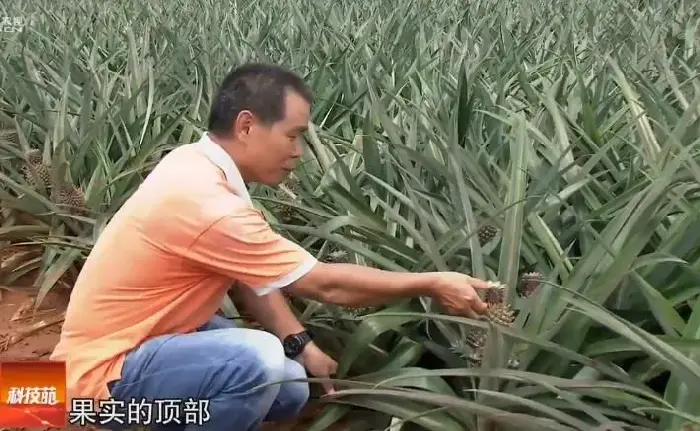 菠萝高产的妙招:菠萝苗一晒一泡亩产过万斤