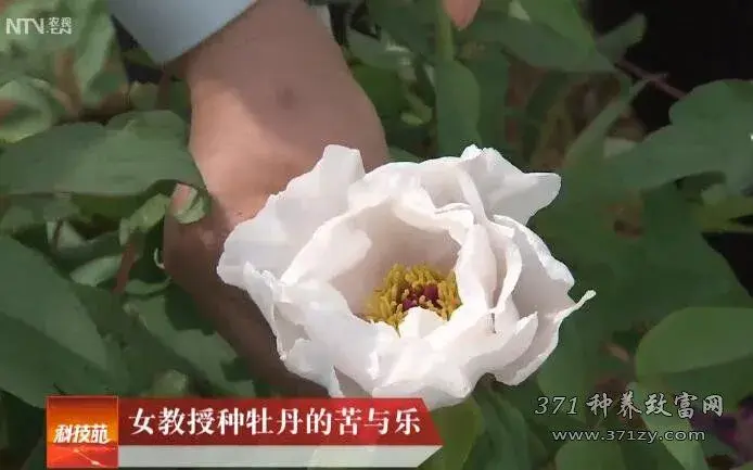 洛阳女教授杨晓红种牡丹加工牡丹花茶的苦与乐