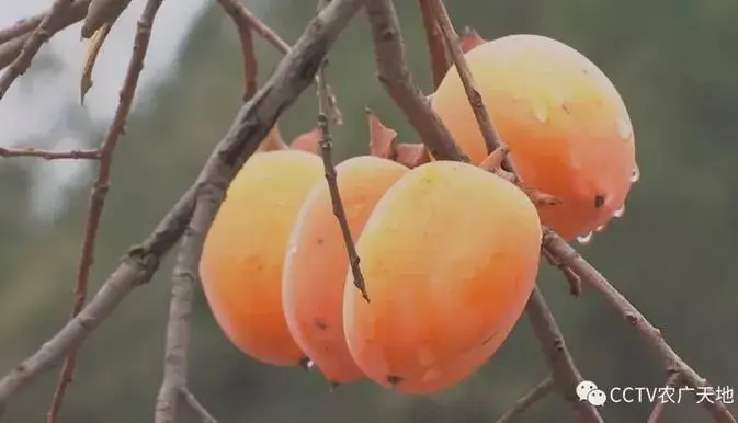 河南栾川 柿子巧变身 猴头菇棚里藏