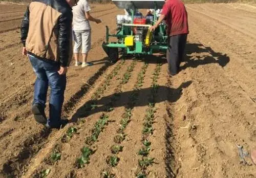 “微型大白菜”娃娃菜一般几月份种植收获？生长周期多久？亩产多少斤？种植技术有哪些？