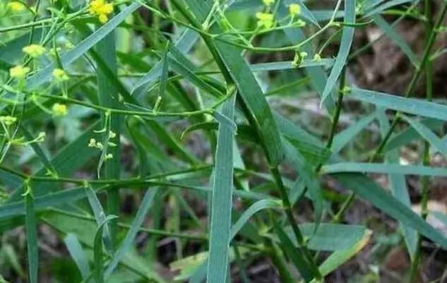 柴胡虫害赤条蝽的防治和治疗措施