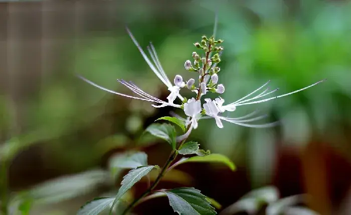 猫须草种苗繁殖及肥水管理技术