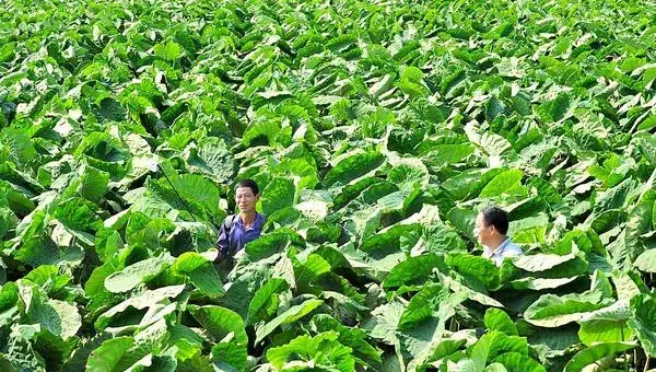 芋头枯萎病怎么防治