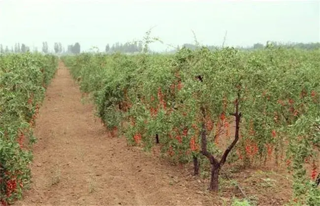 枸杞落花落果的起因是什么，怎么防治和治疗？