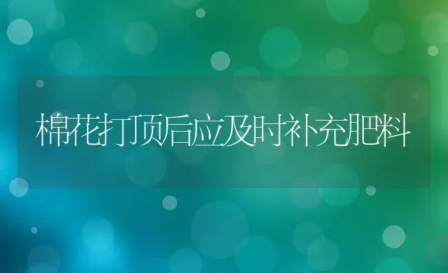 棉花打顶后应及时补充肥料 | 植物肥料