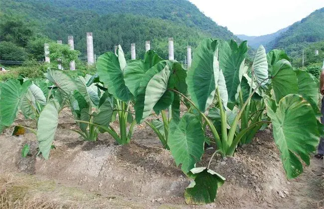 香芋种植技术