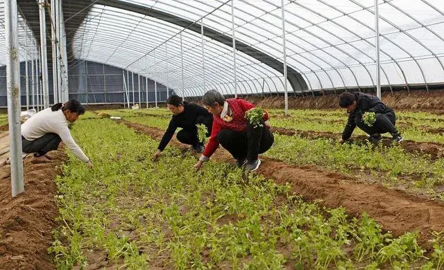 春季种植蔬菜，避免烂种、死苗、出不齐，根壮苗旺从这里入手