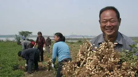 种花生高产病害防治