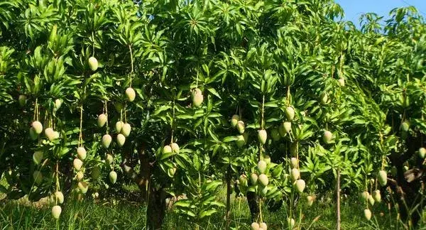 芒果怎么种？控制好密度，后期积极除杂草，科学合理施肥