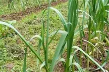 四季蒜苗种植技术的要点