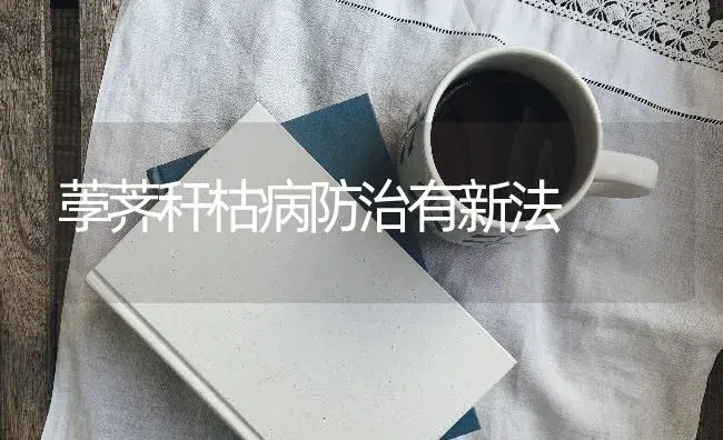 荸荠秆枯病防治有新法 | 蔬菜种植