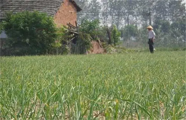 大蒜莲座障碍产生 因素及防治和治疗对策