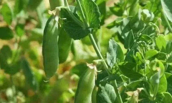 豌豆栽培技术病虫防治指南