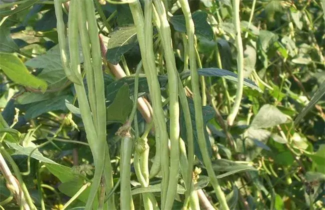 豆角的施肥技术