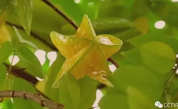 大果甜杨桃一号种植技术