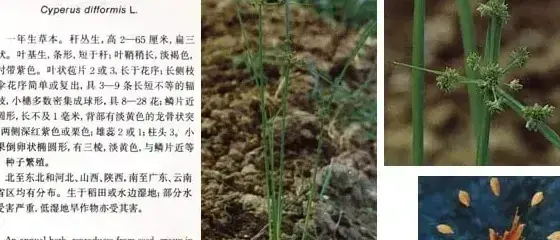 莎草科杂草