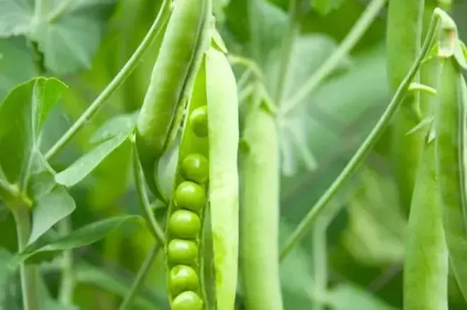 甜豌豆的栽培时间及种植技术