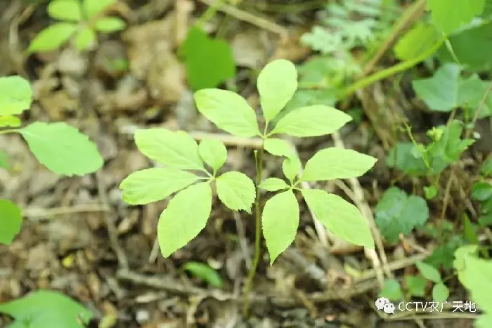 野山参的繁衍护育技术