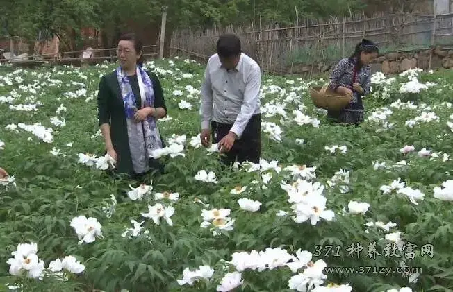 洛阳女教授杨晓红种牡丹加工牡丹花茶的苦与乐