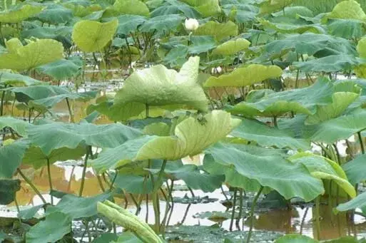 浅水莲藕叶片边缘有褐色斑点，萎蔫并逐渐枯死怎么办？