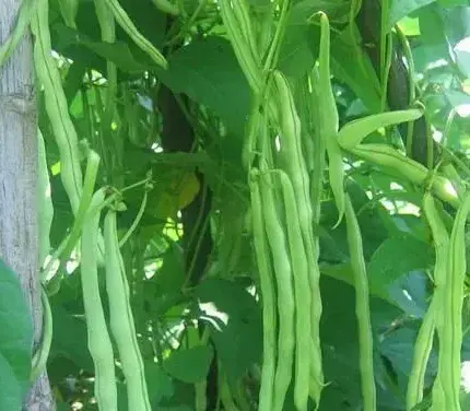 大棚豆角种植常见病症状及原因介绍