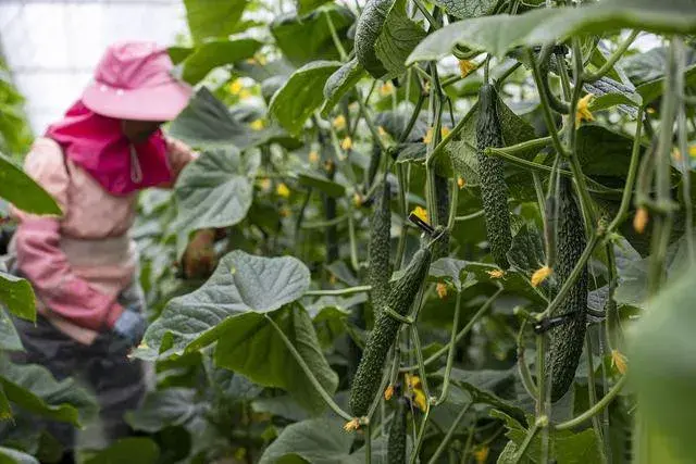 种植辣椒、西红柿、黄瓜，记住这几点，有花就坐果，增产显著