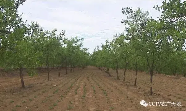 酸枣嫁接赞皇大枣的育苗过程和办法