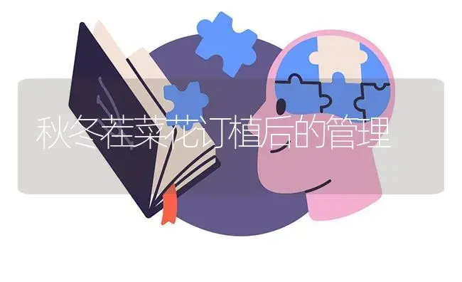 秋冬茬菜花订植后的管理 | 蔬菜种植