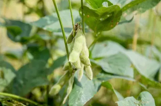 毛豆是什么季节成熟的？怎样种植？