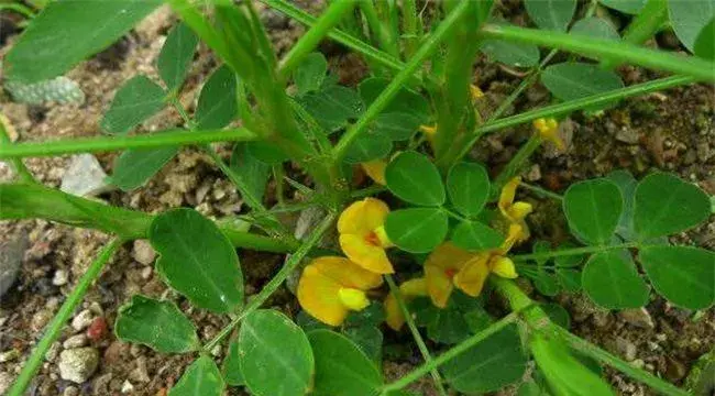 花生施肥时间及技术方法