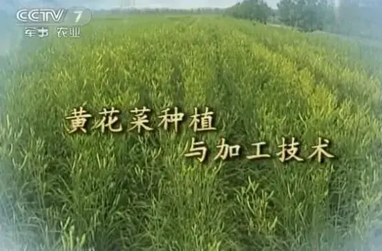 黄花菜栽培和加工技术视频